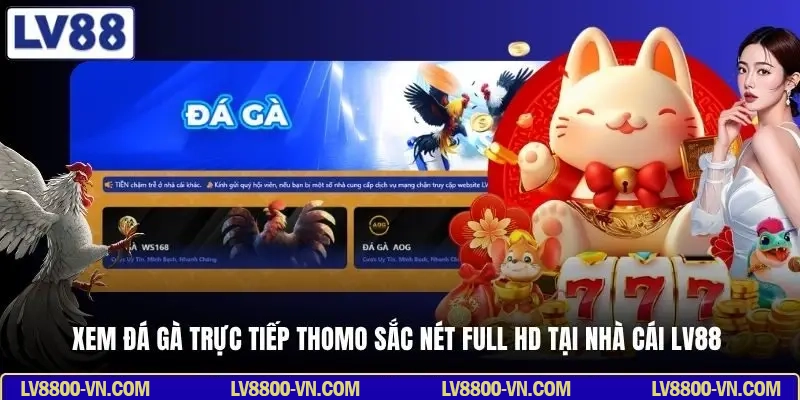 Xem đá gà trực tiếp Thomo sắc nét Full HD tại nhà cái LV88